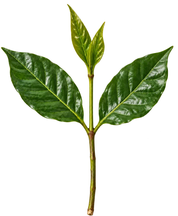 Illustrative concept of a young coffee shoot
